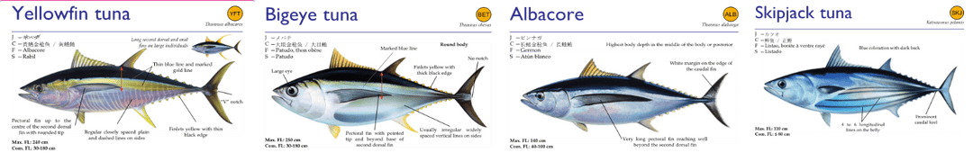oseanik-tuna