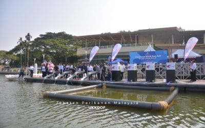 Large-Scale Fish Fry Release and Conservation Efforts in Malaysia