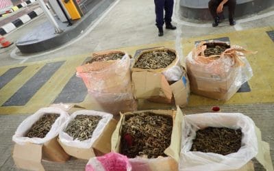 The Customs and MAQIS successfully thwarted an attempt to smuggle seven (7) boxes containing dried seahorses, estimated to weigh 90kg, at the ICQS Bukit Kayu Hitam Complex.