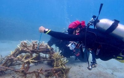 Coral Restoration Program in Mersing Marine Park: Preserving Coral Reef Sustainability